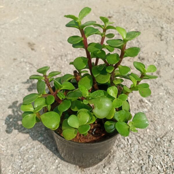 Close-up of Jade Succulent Plant (Crassula Ovata), showcasing its thick, glossy green leaves and woody stems. Saniya nursery