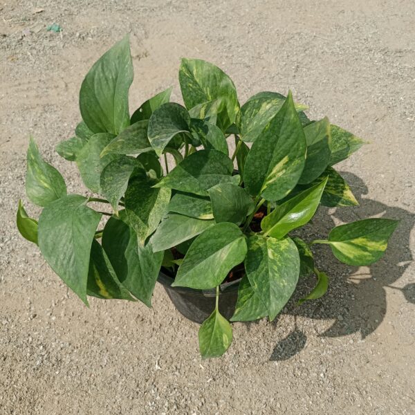 Vibrant Money Plant (Pothos) with lush green and white variegated leaves in a decorative pot, showcasing its cascading vines and heart-shaped foliage. Saniya Nursery