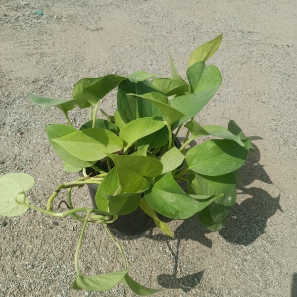 Close-up of Money Plant Golden (Pothos), showcasing its heart-shaped leaves with vibrant green and golden-yellow variegation. Saniya nursery