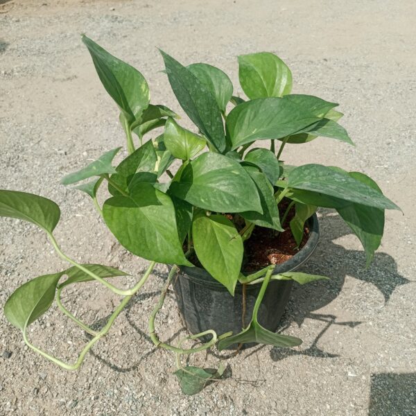 Close-up of a Money Plant (Pothos), showcasing its heart-shaped green leaves with yellow marbling. Saniya nursery